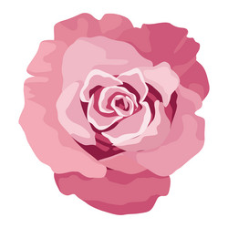 Pink rose flower garden nature icon Royalty Free Vector
