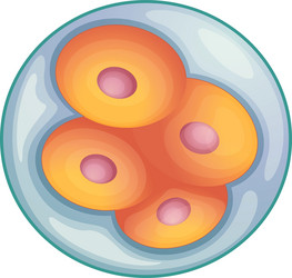 Stages in human embryonic development Royalty Free Vector