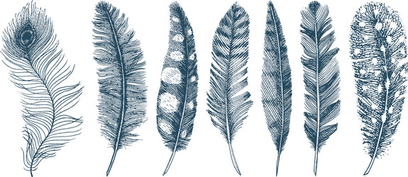 set of rustic realistic feathers different vector image