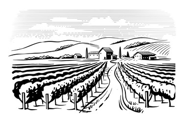 Vineyard Landscape Sketch Vector Image