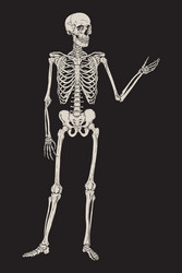 Human skeleton posing over black background Vector Image