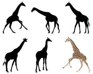 Set of black silhouettes giraffes Royalty Free Vector Image
