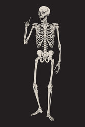 Human skeleton posing isolated over black vector