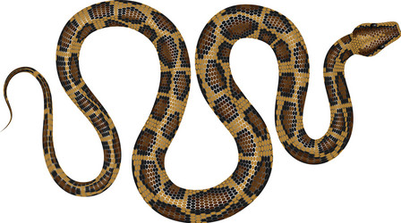 Realistic python Royalty Free Vector Image - VectorStock