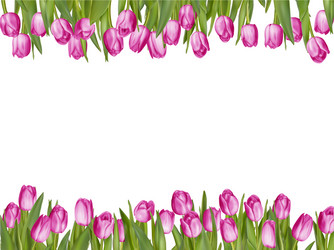 Tulip flower spring border eps 10 Royalty Free Vector Image
