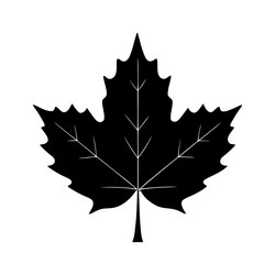 maplle leaf silhouette logo isolated on white vector