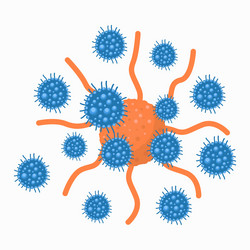 T lymphocytes structure the functions Royalty Free Vector