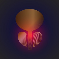 Prostate with a point of pain stylized transition vector