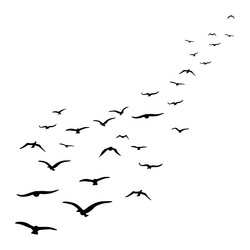 beautiful birds fly Vector Image