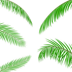 Tropical Green Palm Leaves Vector Image