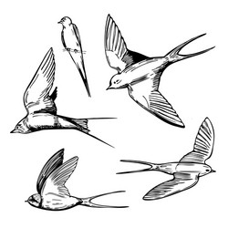 Hand drawn swallows on white background sketch vector