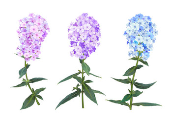 Phlox spring flowers vector