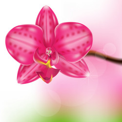 Orchid pink flower Royalty Free Vector Image - VectorStock