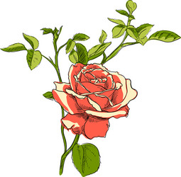 Beauty red rose with bow Royalty Free Vector Image
