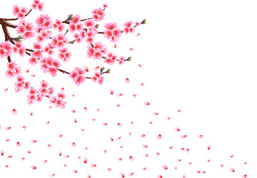 Pink Sakura Blossoms in Wind vector