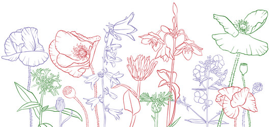 drawing poppy flowers Vector Image