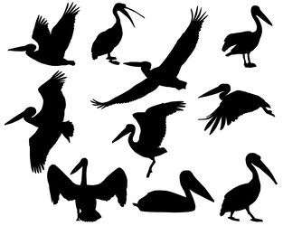 Pelican Silhouettes Collection Vector Image