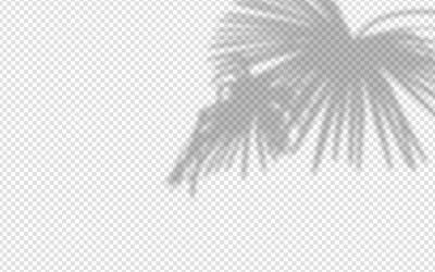 shadow overlay from a palm tree branch isolated vector image