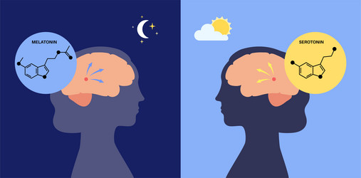 Sleep wake cycle Royalty Free Vector Image - VectorStock