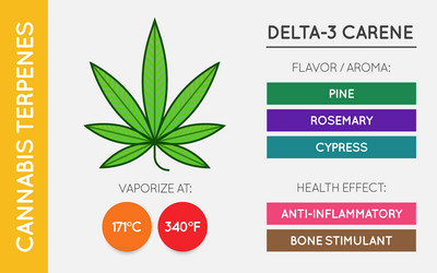 Cannabis terpene guide information chart aroma vector