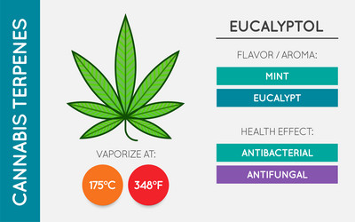 cannabis terpene guide information chart aroma vector