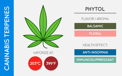 Cannabis terpene guide information chart aroma vector