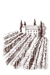 Rustic Vineyard Landscape Vector Image
