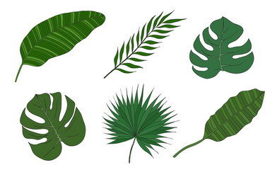 Tropical Palm Leaves Set Vector Image