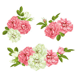 Pink Rose Set - Floral Collection Vector Image