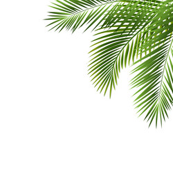 Green palm leaf frame and isolated white Vector Image