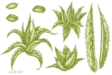 Aloe vera cosmetic sketch hand drawn Royalty Free Vector