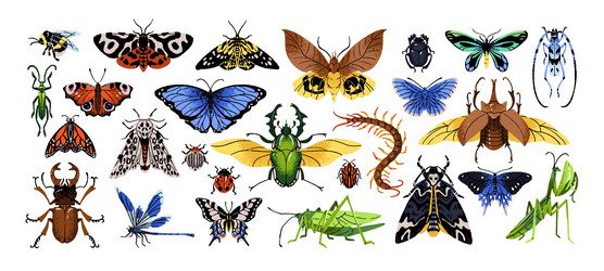 Beetles and butterflies set species exotic Vector Image