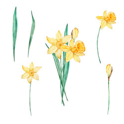 Watercolor Daffodil Bouquet Vector Image