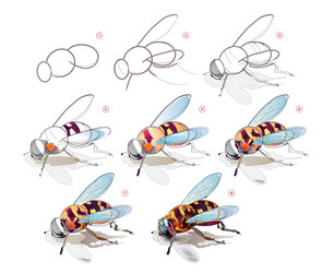 how to learn draw sketch of a bee creation vector image