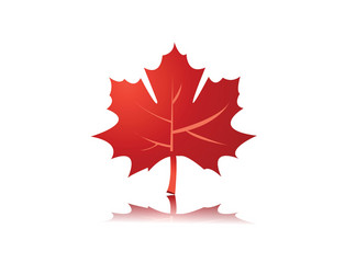 Maple leaf icon Royalty Free Vector Image - VectorStock
