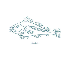 Gadus fish atlantic cod open paths editable vector