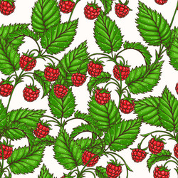 Red Raspberry Branch Pattern vector image