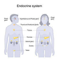 Endocrine system Royalty Free Vector Image - VectorStock