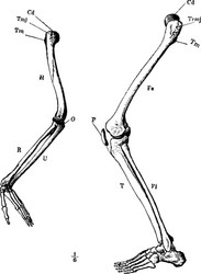 Vintage Anatomical Skeleton Arm and Leg Drawing Vector Image