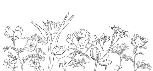 Floral Sketch - Botanical Drawing Vector Image