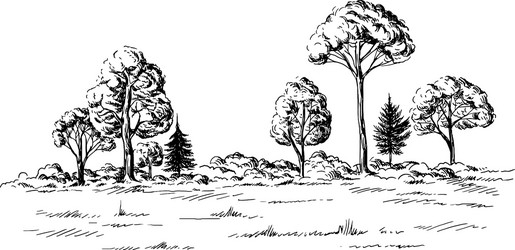 panoramic view of the forest from coniferous trees Vector Image