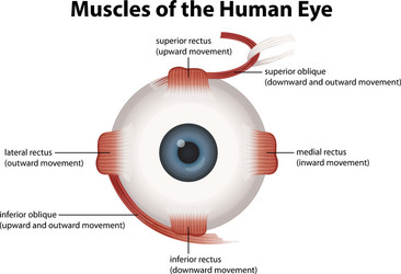 Human eye vector