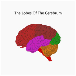 Human brain structure anatomy Royalty Free Vector Image