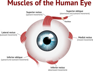 muscles human eye muscle anatomy blue vector