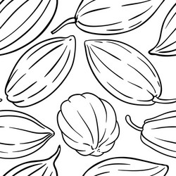 cocoa seeds pattern on white background vector