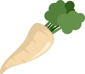 fresh parsnip icon flat isolated vector image