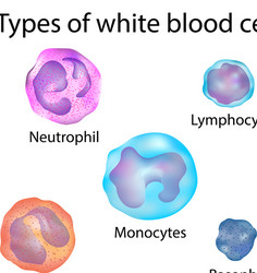 white blood cells vector