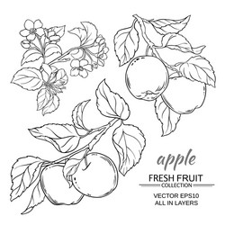 Apple Blossom Branch Set Vector Image