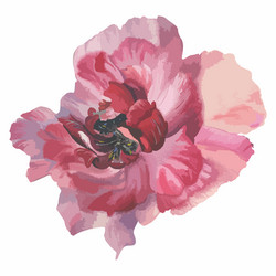 Pink watercolor hand paint peony flower vector