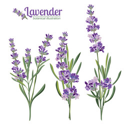 Lavender flowers elements botanical Royalty Free Vector